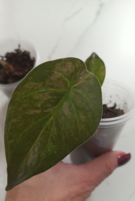 Алоказия  Wentii Aline variag