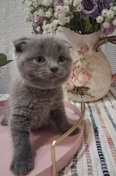 Шотландські кошенята