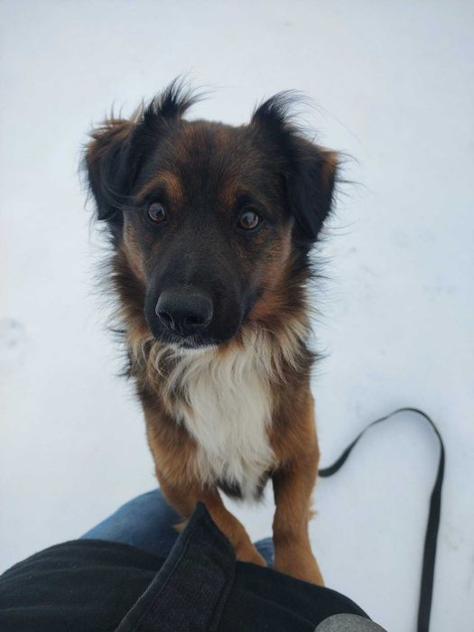 Belson - piesek szuka domu