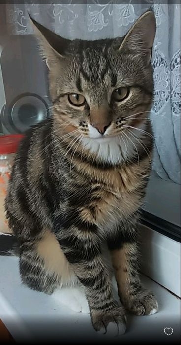 Продам котика ,  окрас черепашка