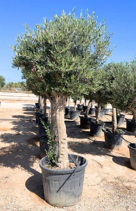 Trachycarpus fortunei plama