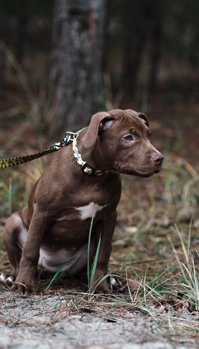 АПБТ , Питбуль , Американський пітбультер'єр , Цуценя пітбуля