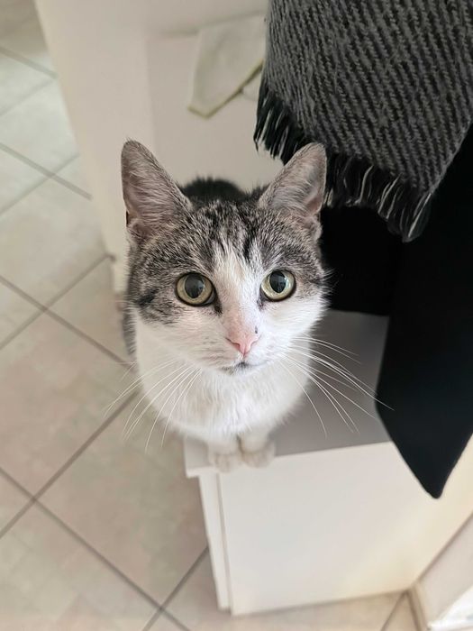 Piesia szuka nowego, bezpiecznego domu