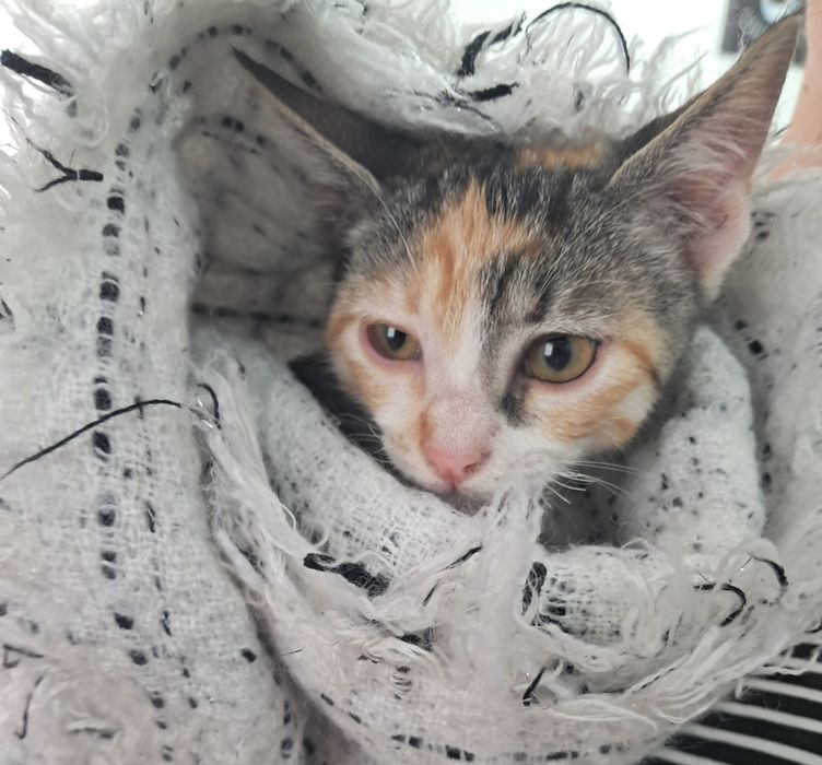 Gata tricolor para dar