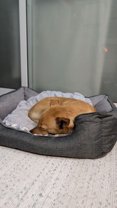 Cão pequeno e meigo