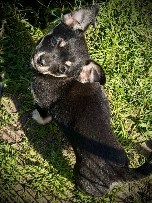 Chihuahua suczka
