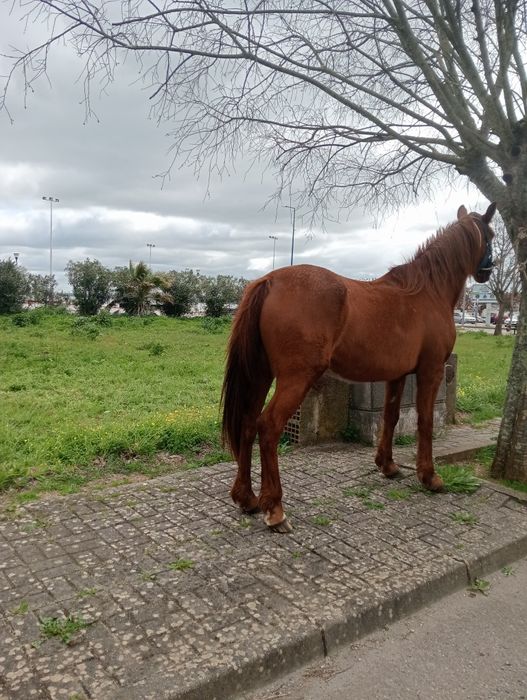 Vendo ou troco duas éguas +um cavalo