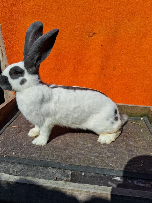 Німецький строкатий велетень,німецький строкач,кролі,кролики.