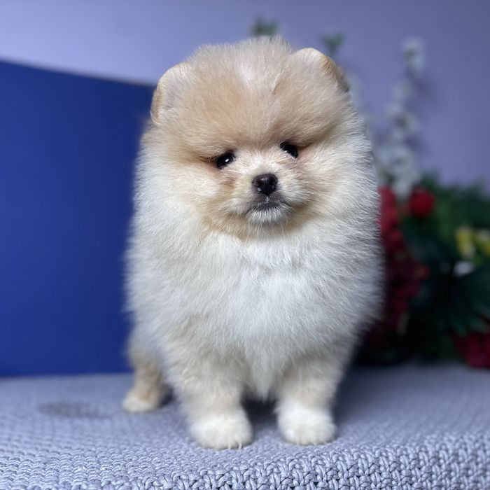 ляльковий Ведмедик шоу классу