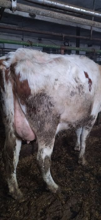 Sprzedam jalowke wycielona wycielenie na dniach