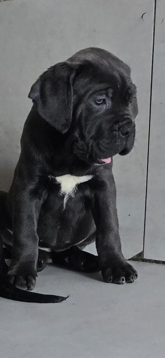 Cane Corso Błękitne Sunia