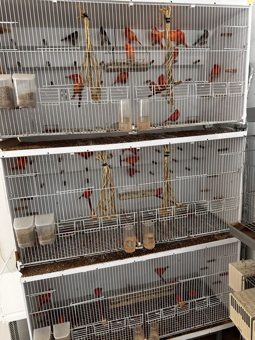 Canarios vermelhos 2026