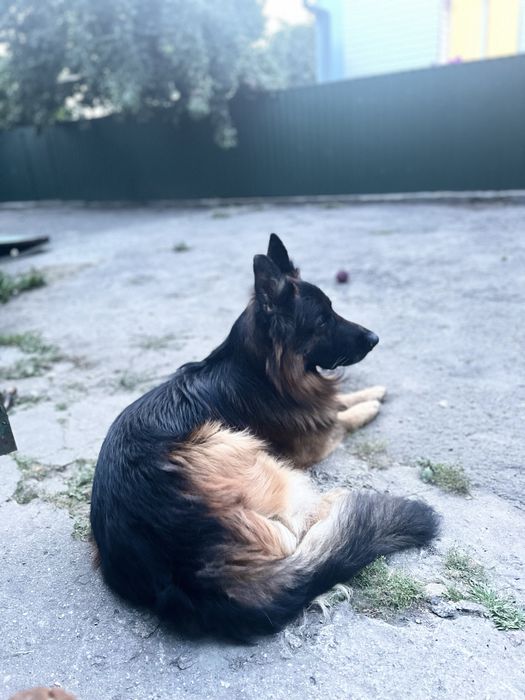 Немецкая овчарка,вязка.