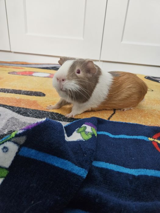 Oddam świnkę morską do adopcji