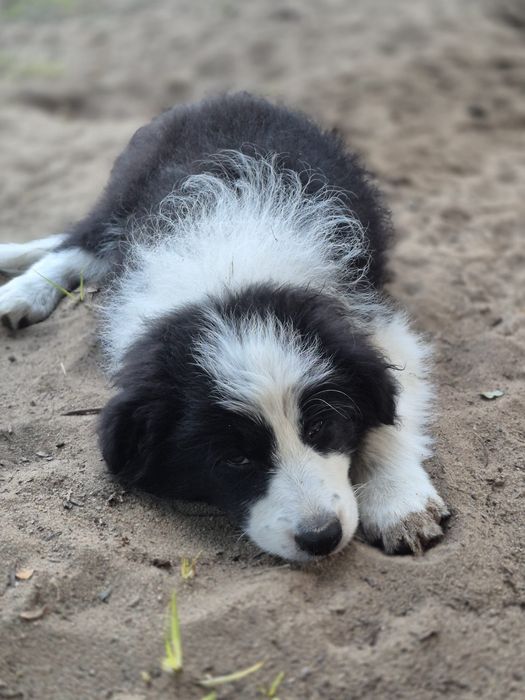 Border collie suczka czarno-biała ZKwP