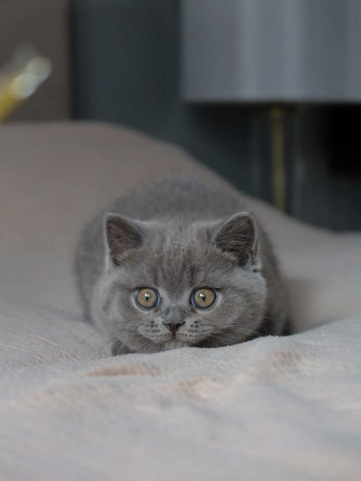 Шотландский котёнок мальчик
