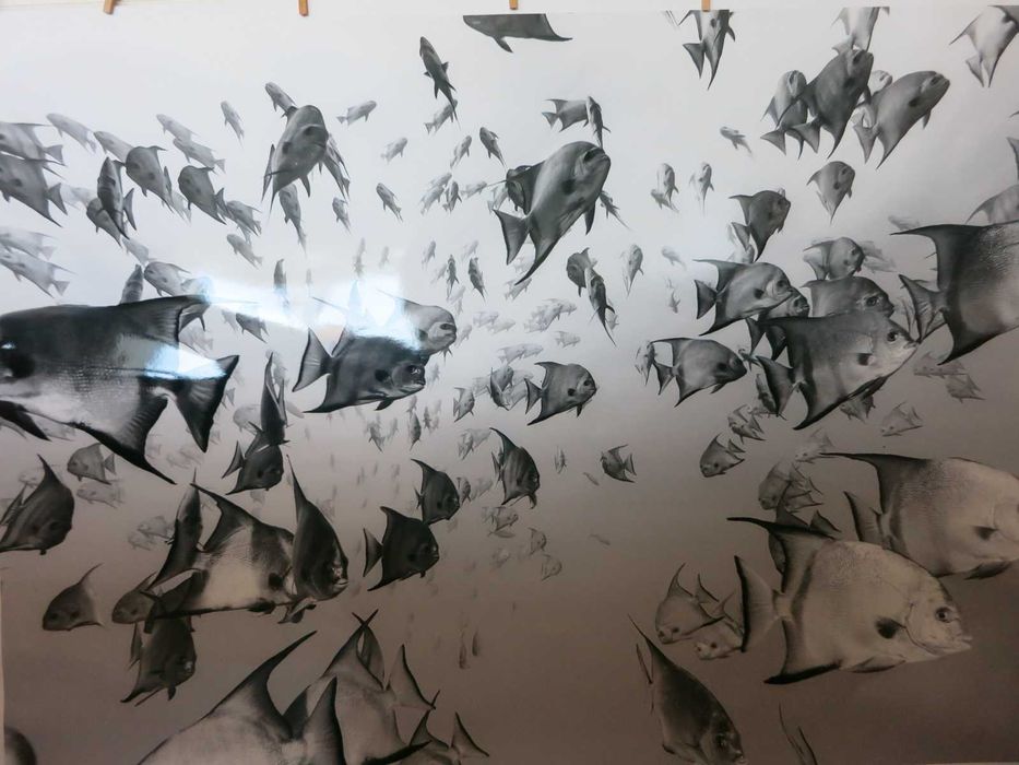 Fotografia - Atlantic Spadefish Schooling