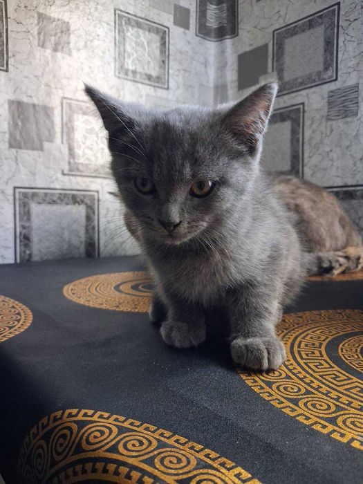 Котята  дуже грайливі