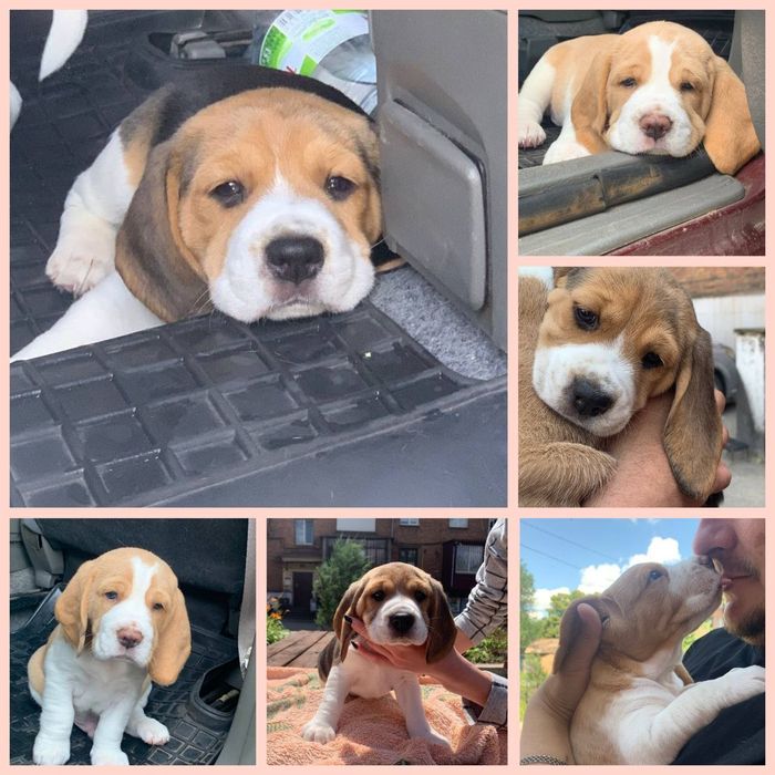 Молодой Бигль в поиске пары