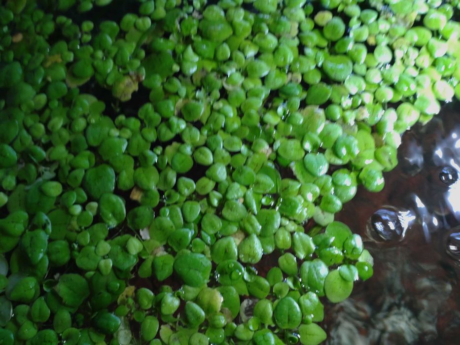 Limnobium rośliny akwariowe.