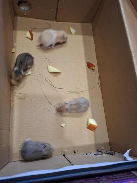 Prawdziwe Chomik syryjski młode domowe