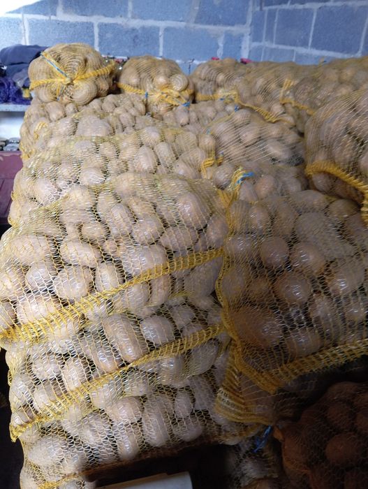 Ziemniaki Melody i paszowe