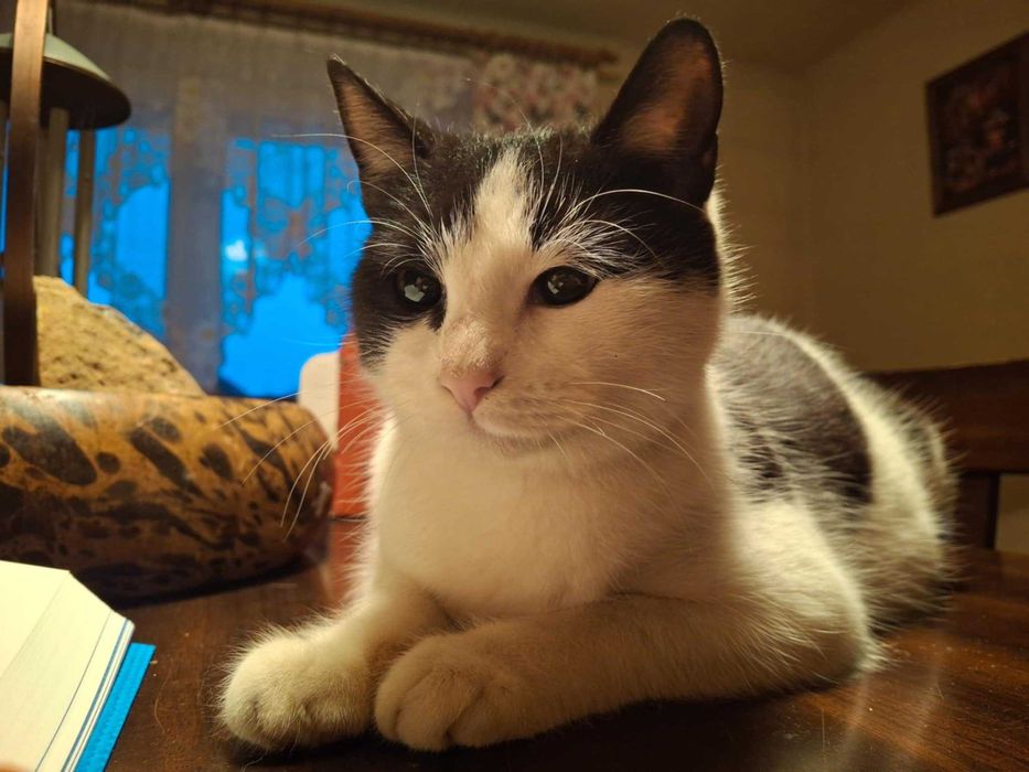 Fiona piękna kotka czeka na dom