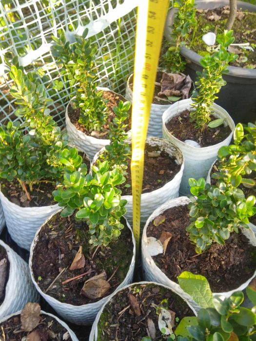 Plantas araçá amarelo, maracujá roxo, buxos e loureiro