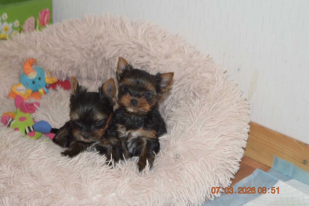 SUCZKA YORKSHIRE TERRIER - czteropokoleniowy rodowód