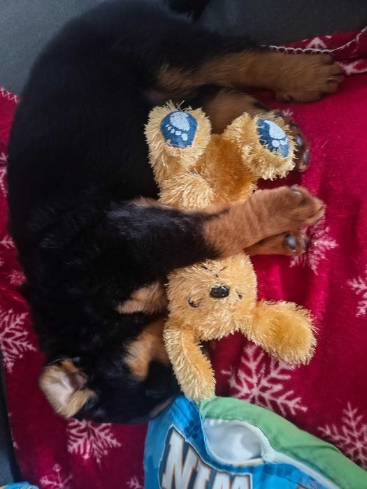 Rottweiler szczeniak