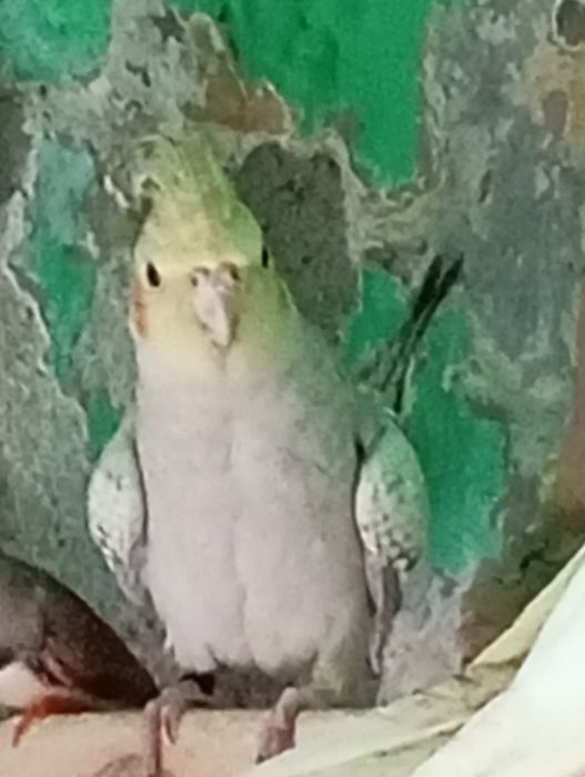 Sprzedam samca lub zamienię na samiczke