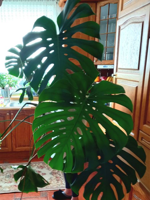 Monstera Big Form