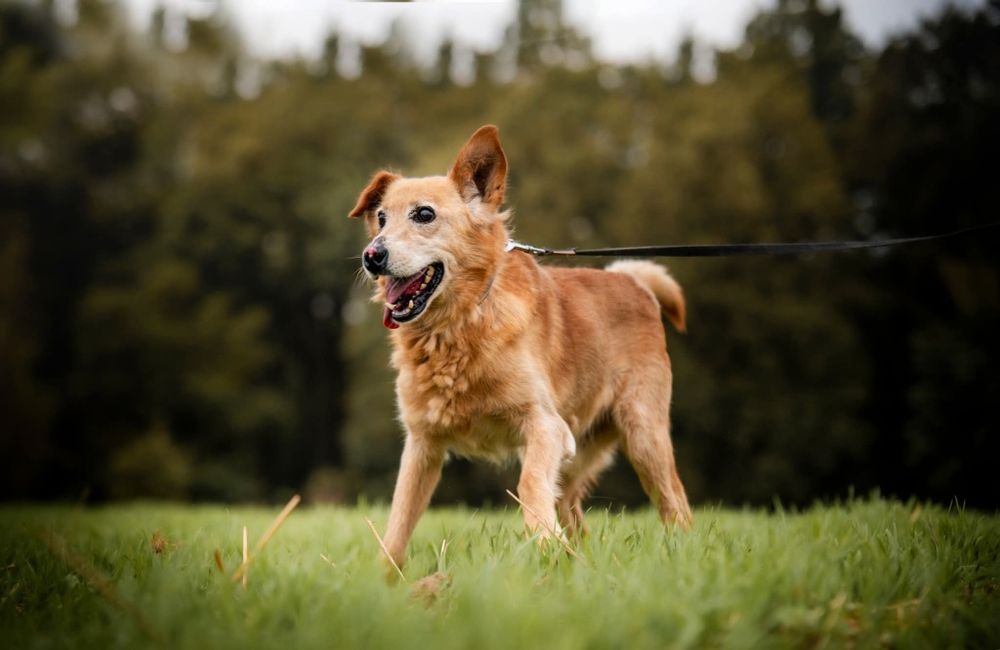 Beżowy puchaty piesek szuka domu