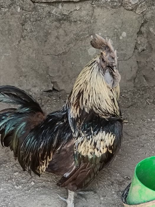 Vendo essa ave !