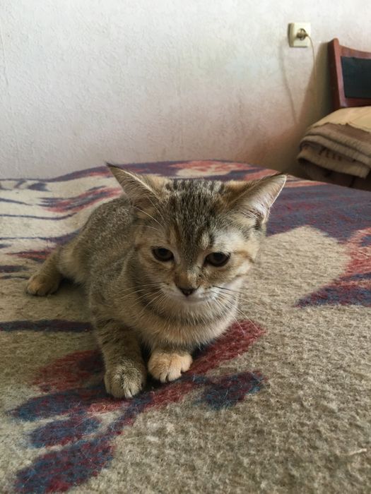 Скоттиш фолд-страйт