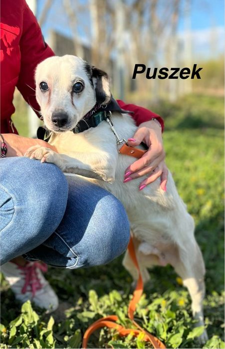 Malutki niewidomy Puszek szuka domku z sercem