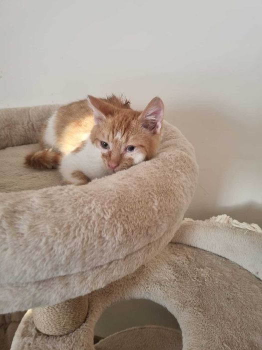 4-miesięczny Milko szuka odpowiedzialnego domu