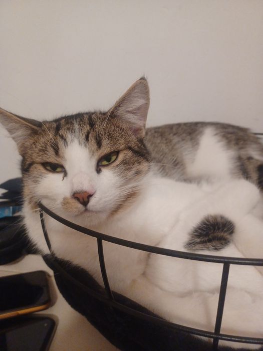 Kocurek I kotka do adopcji