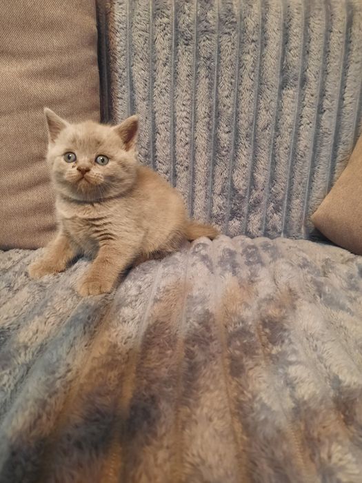 Хлопчик котик...