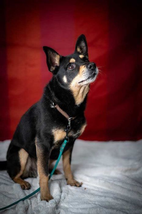 Uroczy Vigor w typie shiby szuka kochającego domu