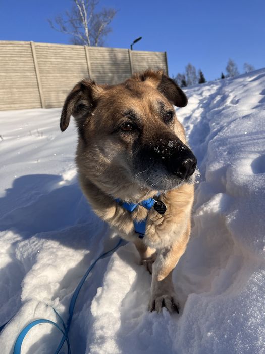 Nero gotowy do adopcji