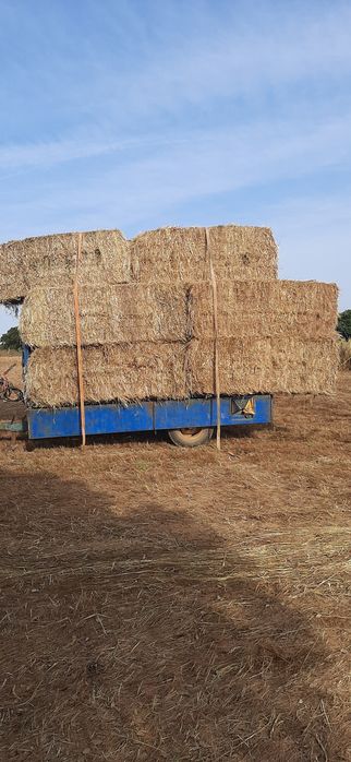 Feno ano 2025 de tritical com erva espontânea e aveia com erva espontâ