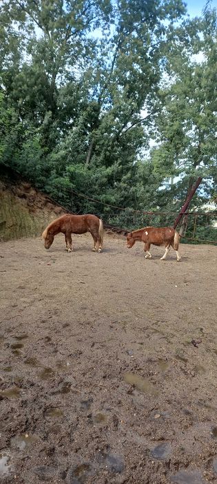 Vendo ponei com um ano