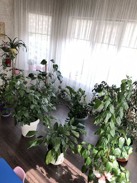 Продаю квіти для інтерʼєру