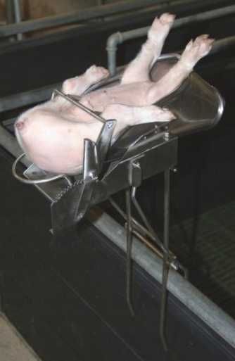 Stojak do kastracji, Urządzenie do kastracji prosiąt, stal nierdzewna