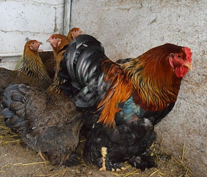 Brahma Perdiz ovos