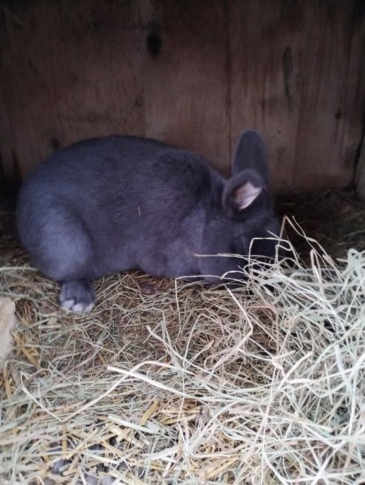 WN wiedeński niebieski