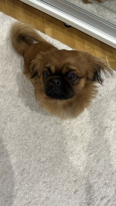 Вʼязка,пекінес хлопчик