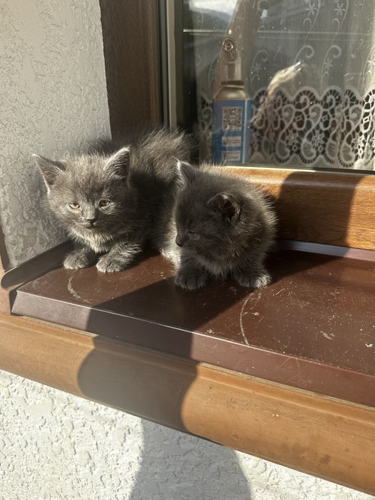 Британські кошенята