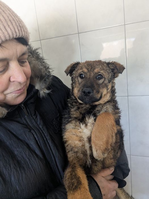 Щеня Стася шукає родину